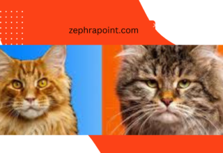 Siberian Forest Cat vs Maine Coon