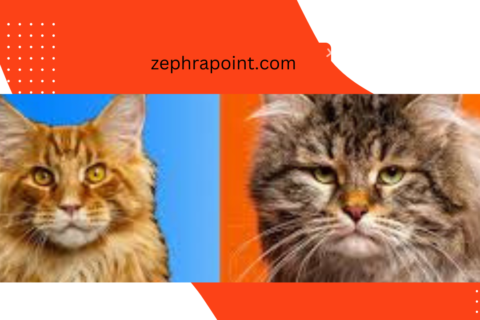 Siberian Forest Cat vs Maine Coon