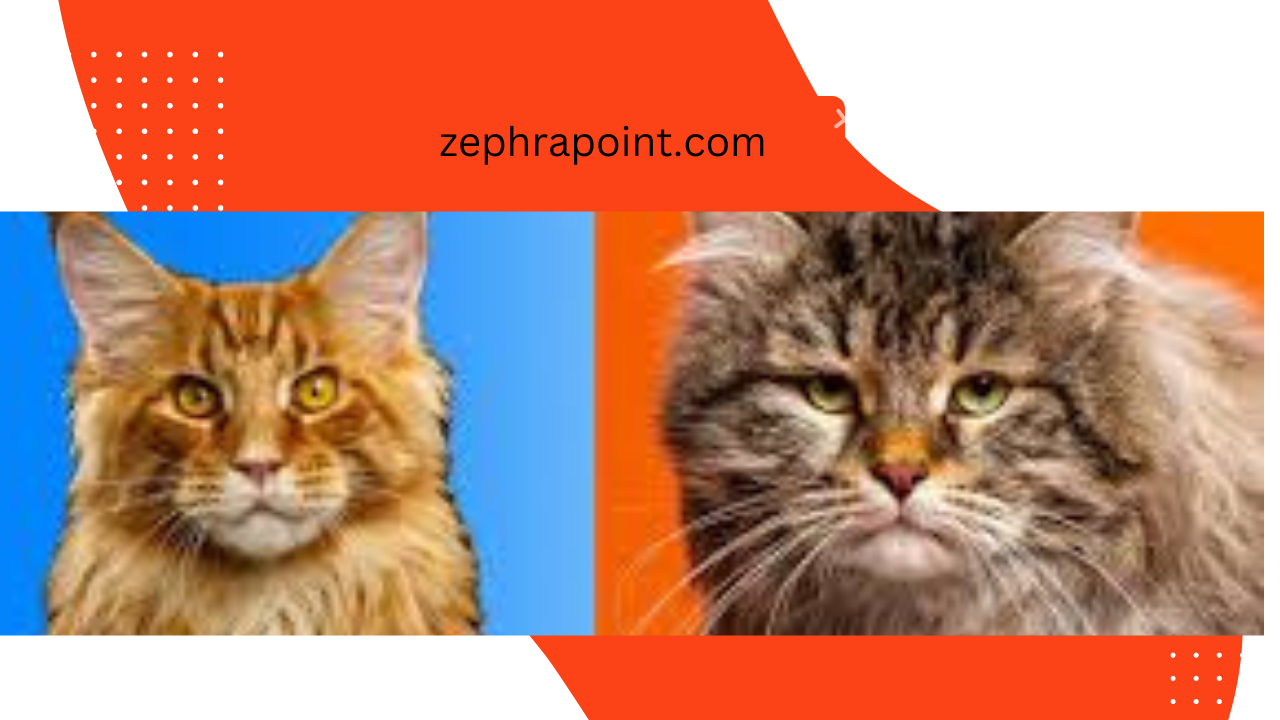 Siberian Forest Cat vs Maine Coon